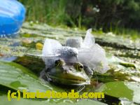 /home//u458753944/public_html/sourcegallery//Frogs/More bullfrogs/P8180186.JPG